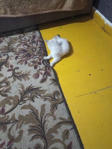 Продажа кошек: Котята . отдам в хорошие руки. - На фото — помет из трёх котят: два — 6