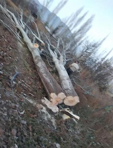 Спил деревьев, заготовка дров: Куплю Тополь Каражыгач серебряк!Любой количество за хорошее цену! — 4