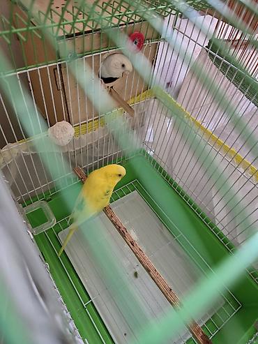 bulbul quşu satışı: Xirdalanda yerlesir. tecili satilir. yari quslarin yumurtalari — 8