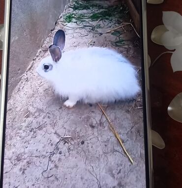 coban iti balası: Salam.erkek dovsan 7ayliqdir