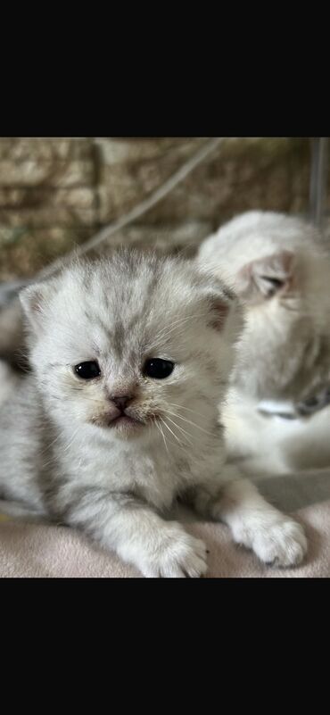 Продажа кошек: Продаю