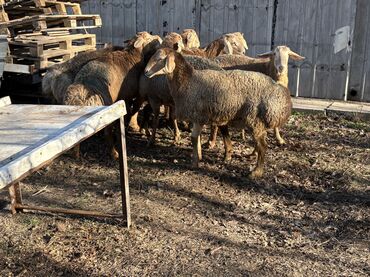 Баран, овца: Продаю | Баран (самец) at lalafo.kg — 10 Баран, овца: Продаю | Баран (самец) — 10