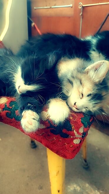 отдам алабая в хорошие руки: Отдам котят в добрые и заботливые руки. 4 котёнка, все девочки. к