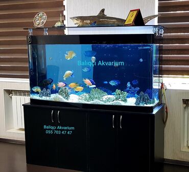 Akvariumlar: Akvariumlarin temizlenmesi. Eviniz, ofishiniz ve ish yerleinde