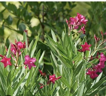 cicek: Adı: Zaqqum (Nerium oleander) – dekorativ həmişəyaşıl kol Təsvir: - — 1