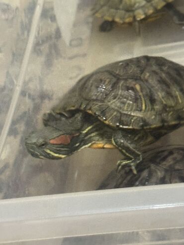 Другие животные: Красноухие черепашки,самые низкие цены,разным размеров и — 3