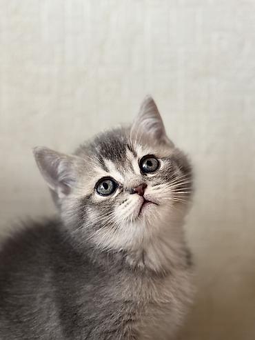 Pişiklər: British tipli pişik balaları - Cins: British Shorthair (şəkillərdə — 15