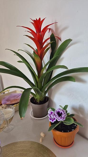 диффенбахию и фикус: Гусмания (Guzmania) в горшке + комнатный глоксиния (sinningia) - — 1