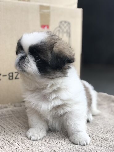 pop it в баку: Pekines mini 55 günlükdü dişidi 220 Azn