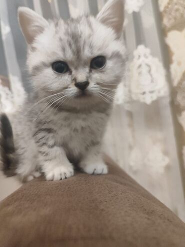 Pişiklər: Britan yastı qulaq, Erkək, Dişi, Yaxşı əllərə, Ünvandan götürmə, Pulsuz çatdırılma, Ödənişli çatdırılma — 60