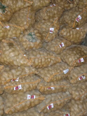 картошка семенная цена: Семена и саженцы Бесплатная доставка