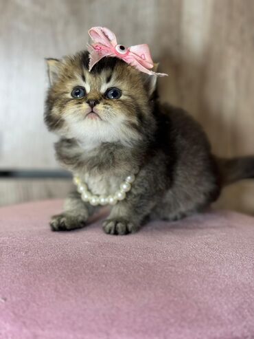 шиншилла котенок: Şinşilla, Dişi