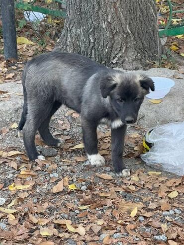 собака питбуль цена: Ит бекер берилет: Жөнөкөй ит, 3 айлык, Ургаачы