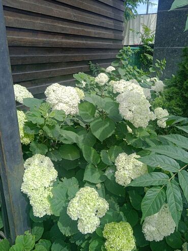 нанять повара домой: Талап кылынат Идиш жуучу, Төлөм Бир айда эки жолу