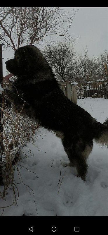 Собаки: Кабель на вязку элитных кровей кавказская овчарка