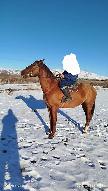 Лошади, кони: Продаю | Жеребец | Полукровка | Рабочий | Осеменитель at lalafo.kg — 6 Лошади, кони: Продаю | Жеребец | Полукровка | Рабочий | Осеменитель — 6