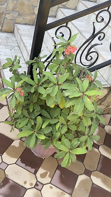 Молочаи: Молочай Миля (Euphorbia milii) в крупном пластиковом кашпо. - — 4