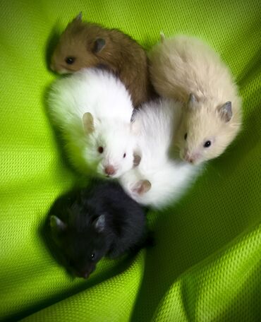 Хомяки: Продаются хомячки джунгарские, сирийские, ангорские пушистые хомячки — 5