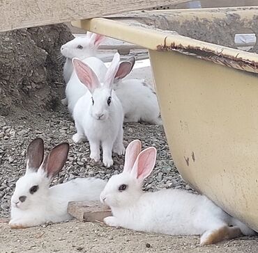 dovsan qiymetleri: Sağlam diri dovşanlardır, ucuz qiymətə, tez bir zamanda satmaq