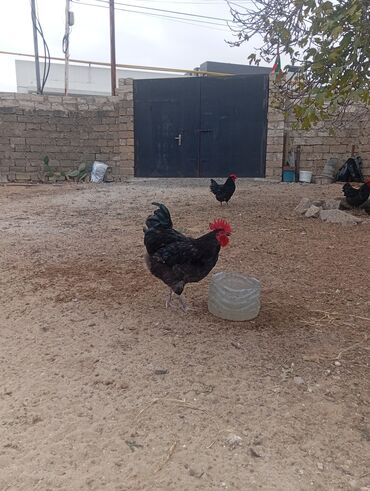 Xoruzlar: Məhsul: Ev şəraitində saxlanılan uzun quyruğ Alman sortu olan astralop — 14