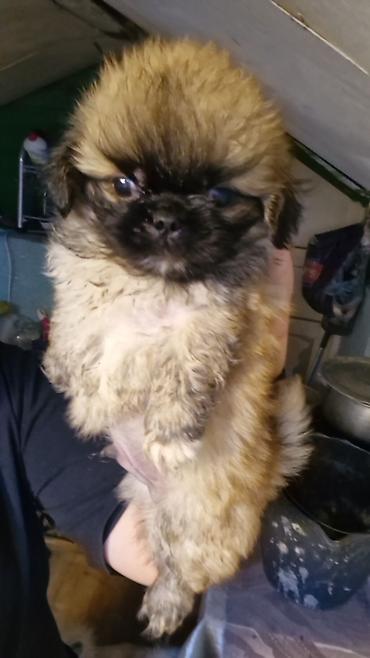 quru it yemi: Pekines erkey — 1