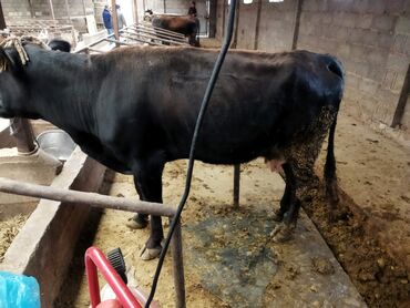 породистые коровы в бишкеке: Продаю | Корова (самка), Тёлка | Для молока