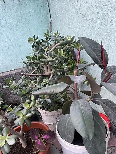 Бөлмө өсүмдүктөрү: Коллекция комнатных и садовых растений в горшках. В составе: - — 4