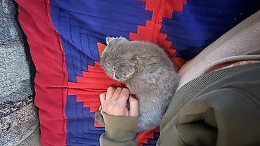 шотладский котенок: Скотиш Фолд (Шотландская вислоухая), 6 месяцев, Девочка, Голубой, Приучена к лотку — 3