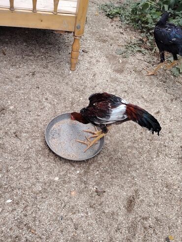 Digər quşlar: Sona qədər oxuyub sonra əlaqə saxlayın. 2 beçədi 2 fərə hərəsinin — 4