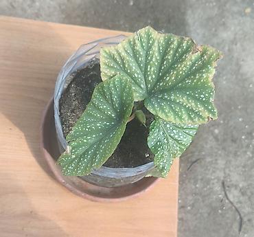 orxideya torpağı: Məhsul: Begoniya maculata (Polka-dot Begoniya) – qapalı bitki Təsvir — 1