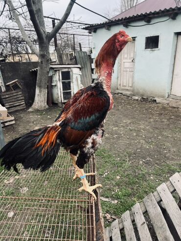 Xoruzlar: Heyratı xoruz satılır 1 il 3 aylıq. Cins: Uzunboyun, sərt bədən — 1