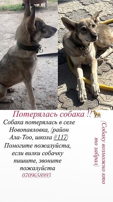Находки, отдам даром: Объявление: пропала собака На шее зелёный ошейник с пряжкой и — 1