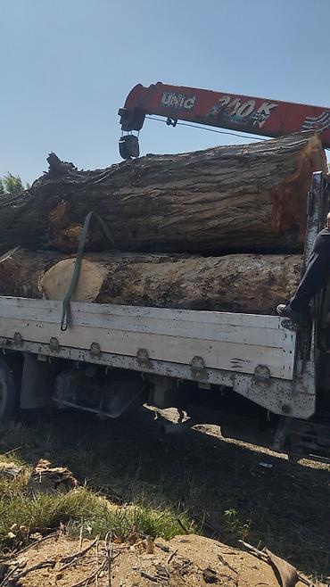 Кызматтар: Профессиональная валка деревев покупаем тополя карагачи по хорошим — 2