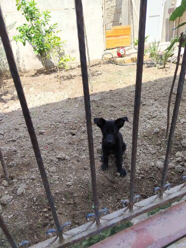 Barter edilir təmiz zil qara nemes afcarka di istəyən ata anasınada