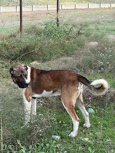 cane corso tap az: Qurdbasar, 2 il, Erkək, Peyvəndli, Rayonlara çatdırılma — 6