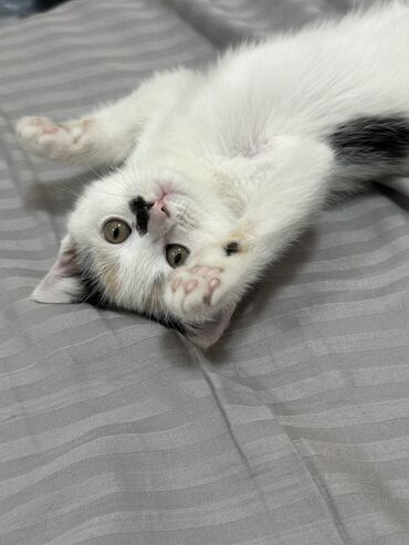 кошка сфинкс: Отдам кошку в хорошие руки🙏🏻 
Девочка, 4 месяца 
 (желательно ватсапп)