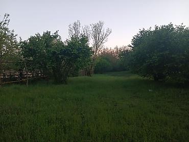 binede torpag: Satış üçün: yaşıllıqla əhatə olunmuş torpaq sahəsi - Təyinat — 5