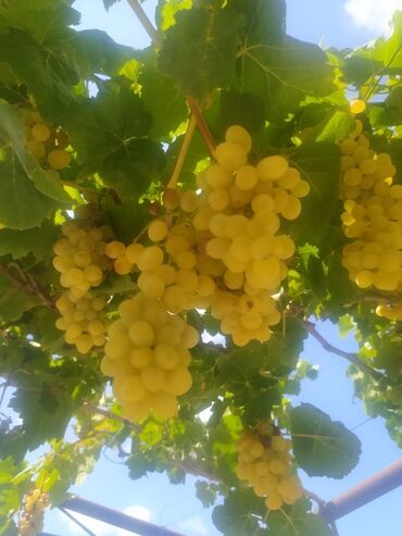 Şitillər: Gəl, bax, seç, apar. Məkan Bilgəh. Köklü Torpaqlı dibçəkdə: Ağ şanı - — 7