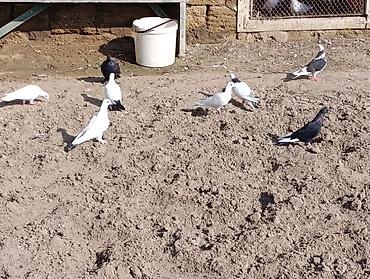 qaşqaldağ quşu: Ümumi 9 heyvan cəmi 50 AZN tək tək qiymət fərqlidir içində boynugullu — 8