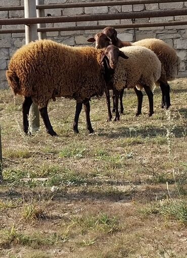 Qoyunlar, qoçlar: Qoyunların üçüdə erkəydi ikisi 35 kilodan çox çəki verir biri isə 40 -da lalafo.az — 2 Qoyunlar, qoçlar: Qoyunların üçüdə erkəydi ikisi 35 kilodan çox çəki verir biri isə 40 — 2