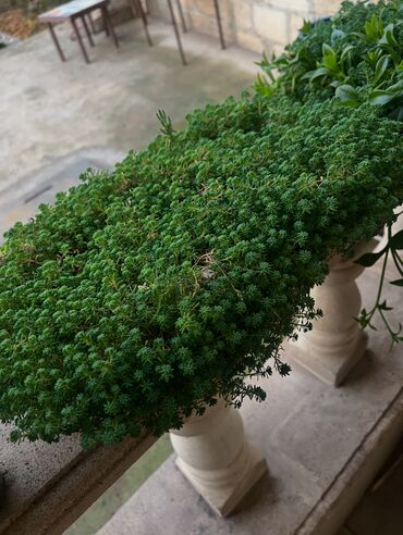 Otaq bitkiləri: Her nov guler var endirimnen verecem Gencedi istiyen yazsin satiş -da lalafo.az — 53 Otaq bitkiləri: Her nov guler var endirimnen verecem Gencedi istiyen yazsin satiş — 53