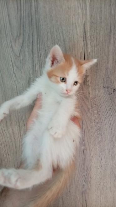 Кошки: Məhsul: Pişik balaları (trikolor və narıncı-ağ rənglər) Təsvir: - Bir — 3