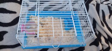 наполнитель для животных: Набор для мелких грызунов: компактная клетка с аксессуарами+хомяк