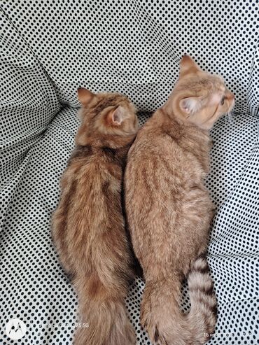 Pişiklər: Britan, Erkək, Yaxşı əllərə, Ünvandan götürmə — 9