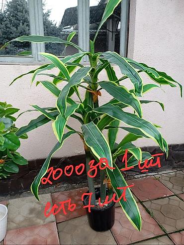 Декоративные цветы: Декоративные искусственные растения в кашпо 
горшки в комплекте — 2