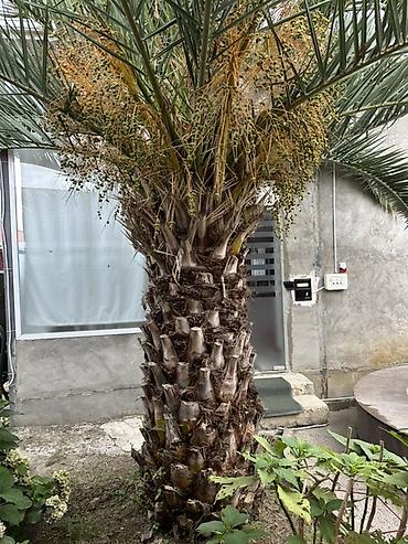 paulownia agaci: Razilasma Yolu Ile 2.60 cm Xurma (xurma xurması) palmı – iri — 1