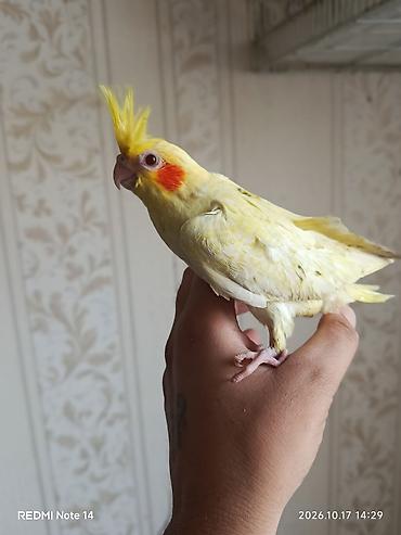 en iri it cinsi: Salam Tam Sağlam Quşdur 1 Aylıqdır Qırmızı Göz Lutino Sortudur Bu — 1