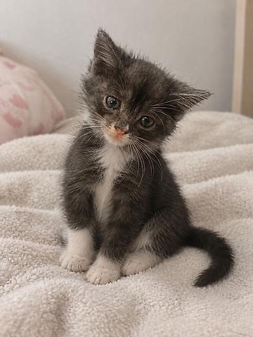 котики: 1 месяц, Мальчик — 1