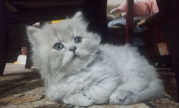 дом для собака: Готовы к продаже котята, метисы Описание: Готовы к продаже котята