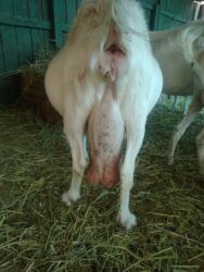 Козы, козлы: Продаю | Коза (самка), Козёл (самец) | Зааненская, Битал | Для разведения | Племенные — 27